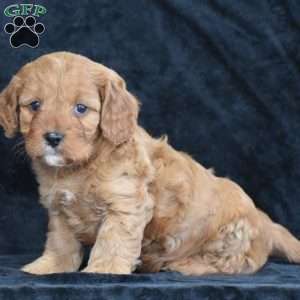 Coby, Cavapoo Puppy